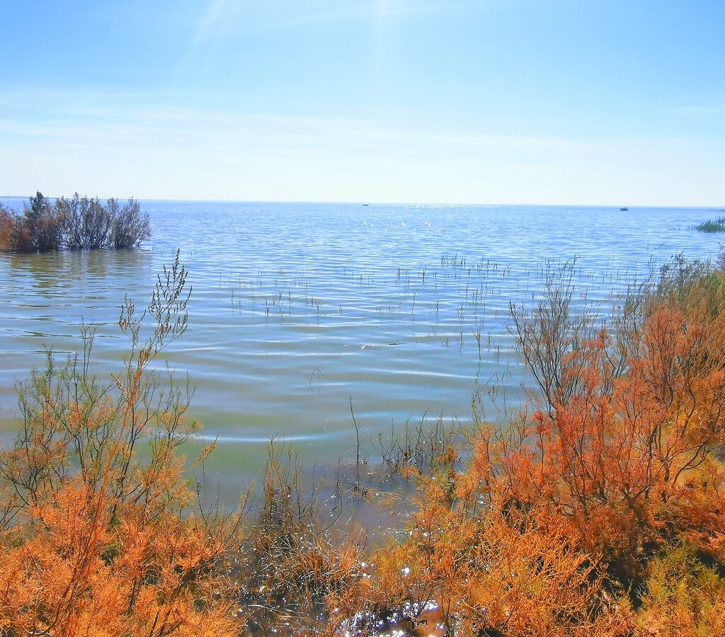 A success story: restoration of the Azraq Wetland, Jordan