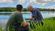 DNA fish sampling (C)