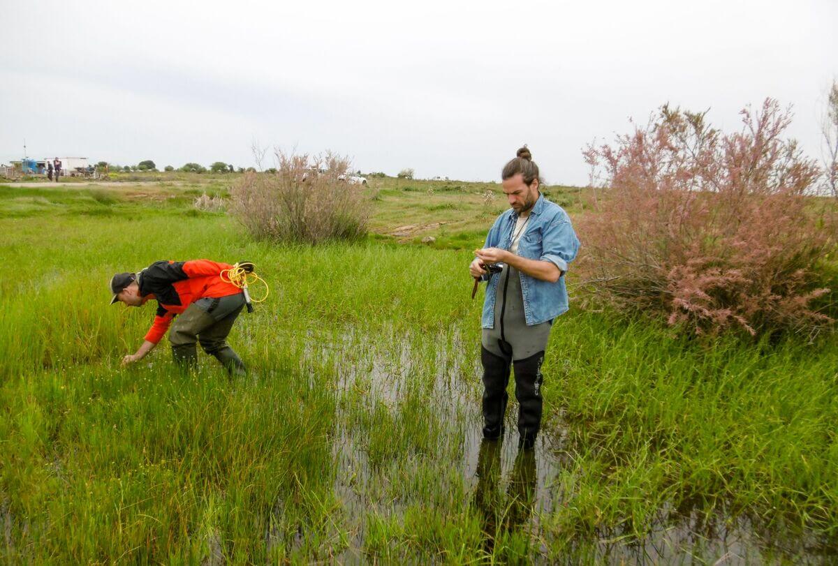 Restoring Nature’s balance: The revival of wet meadows in the Gediz Delta