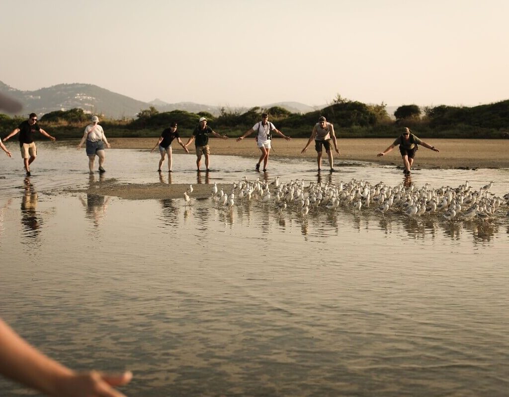 Over 400 Slender-billed Gull chicks ringed in the Hyères salt pans