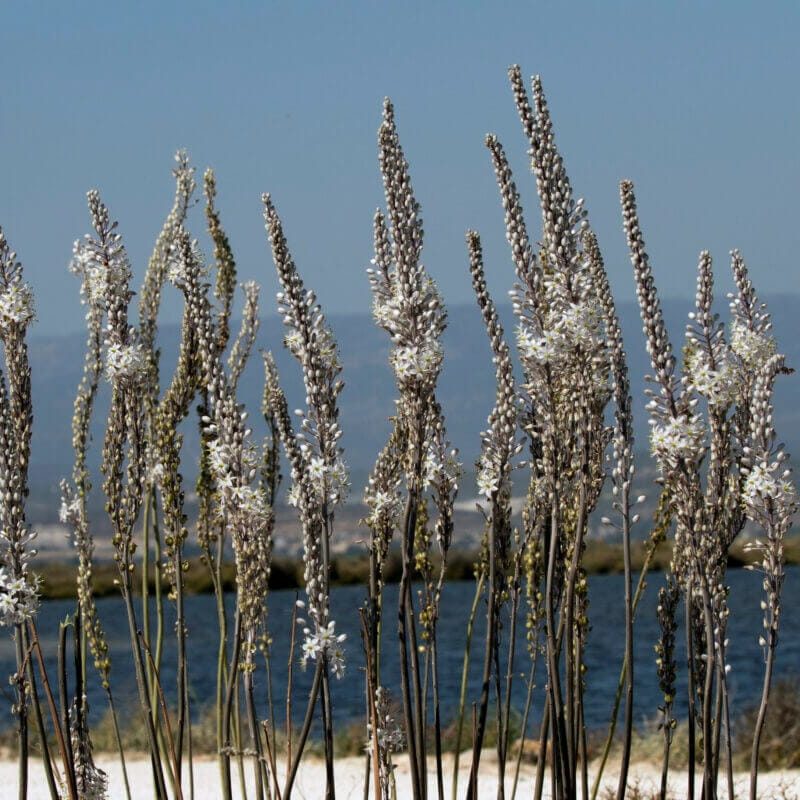 Drimia-maritima-Delta-Göksu-by-Zeynel-Cebeci-Wikimedia