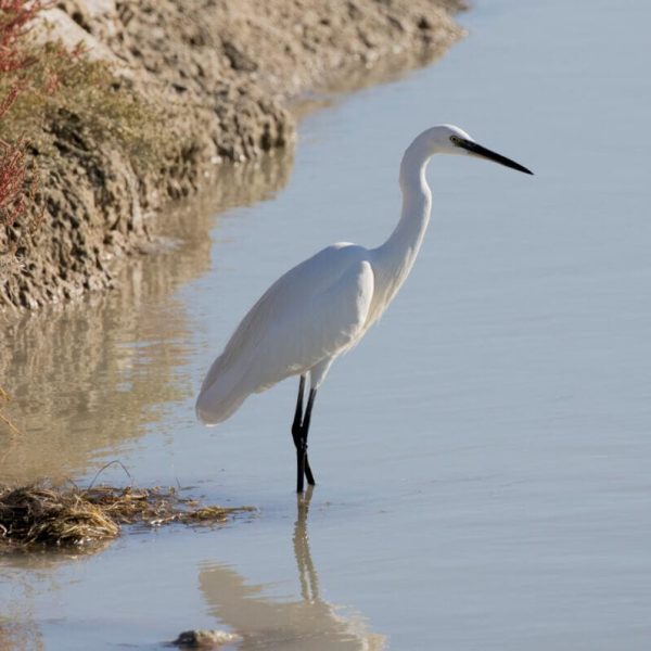 Egretta-garzetta-Delta-Göksu-by-Zeynel-Cebeci-Wikimedia