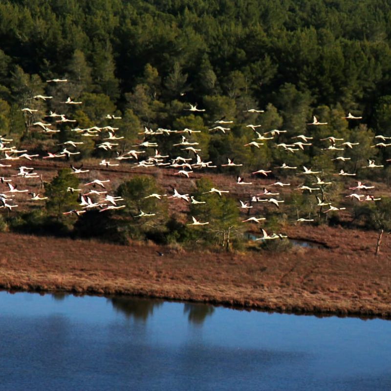 Karavasta Lagoon Ecosystem Karavasta Lagoon Ecosystem