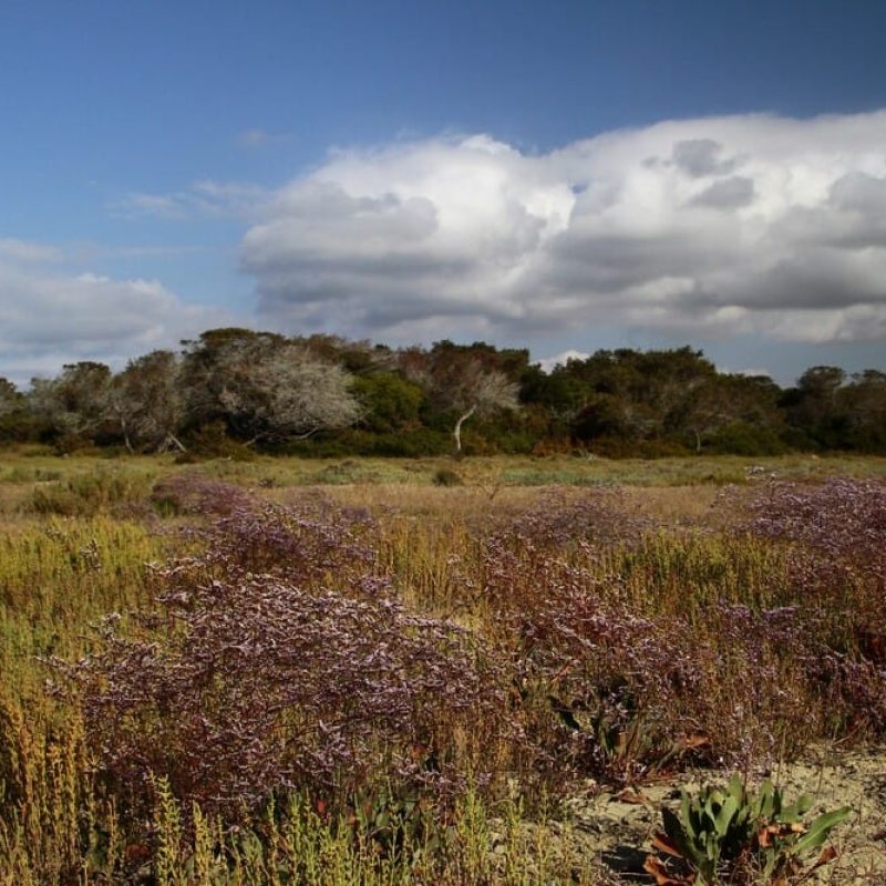 Maremma Regional park Agency 2, credit Maremma Regional park Agency Maremma Regional park Agency 2, credit Maremma Regional park Agency
