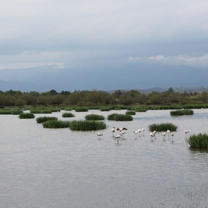 Parc Natural dels Aiguamolls de l’Empordà, by Agpoirot22, wikimedia commons