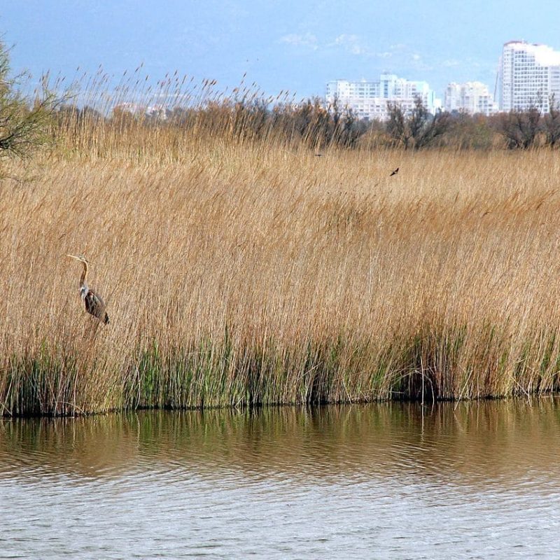 Parc Natural dels Aiguamolls de l’Empordà, by Maria planas aulet, wikimedia commons