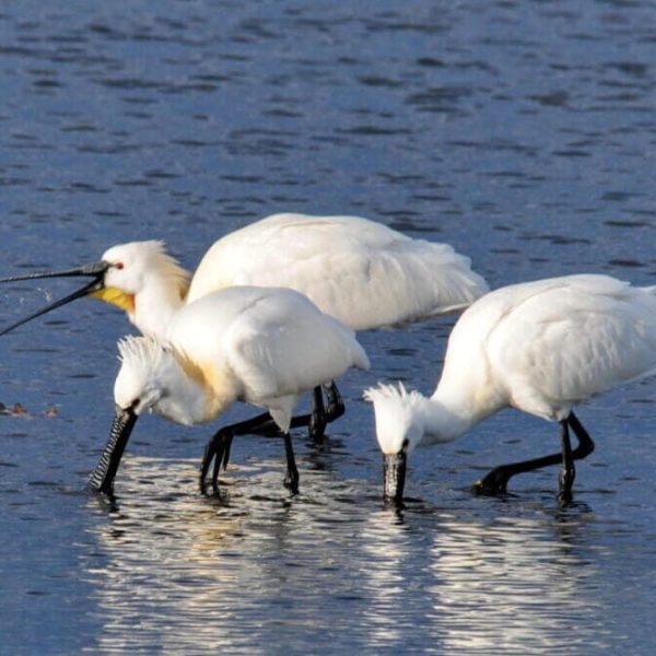Platalea-leucorodia-in-Neretva-Delta_photo-Davorka-Kitonic
