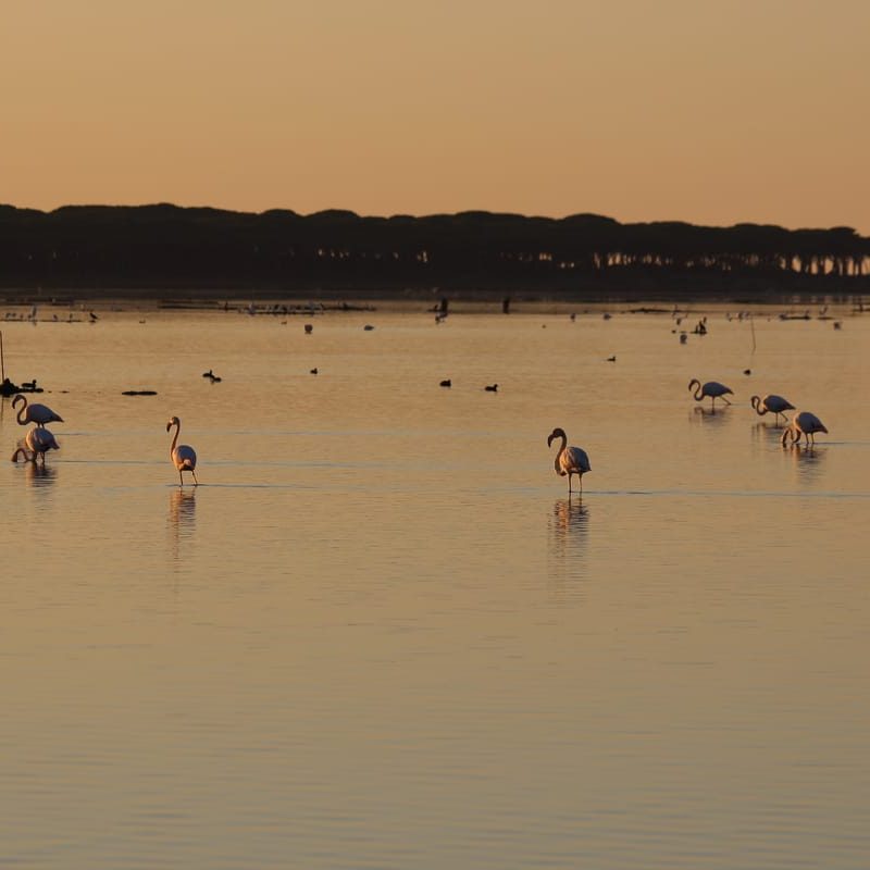 S’Ena Arrubia lagoon, © Livio Mura S'Ena Arrubia lagoon, © Livio Mura