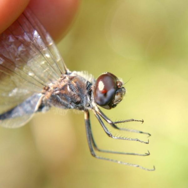 Selysiothemis nigra, Hutovo blato, by Marija Gajić, Wikimedia