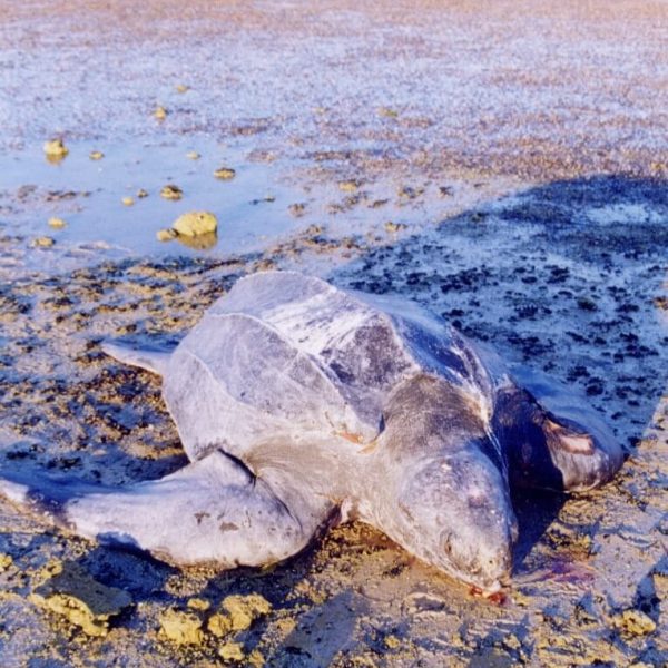 Tortue-Ras-rmel-Djerba-Tunisia