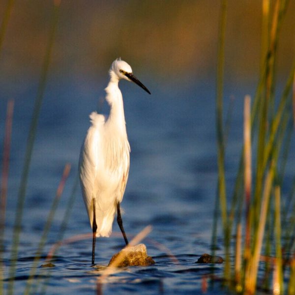 birds-in-Vransko-Lake-photo-by-Goran-Šafarek