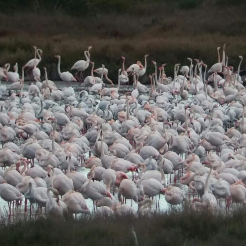 flamencos-©-Parque-Natural-de-lAlbufera flamencos-©-Parque-Natural-de-lAlbufera